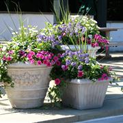 May 21st - Patio &amp; Container Gardening