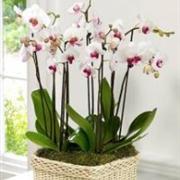 Luxury Phalenopsis Orchid Planter