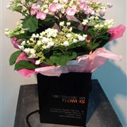 Lacecap Hydrangea