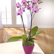 Phalenopsis Orchid
