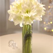 White Amaryllis Vase