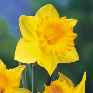 Happy Mother's Day