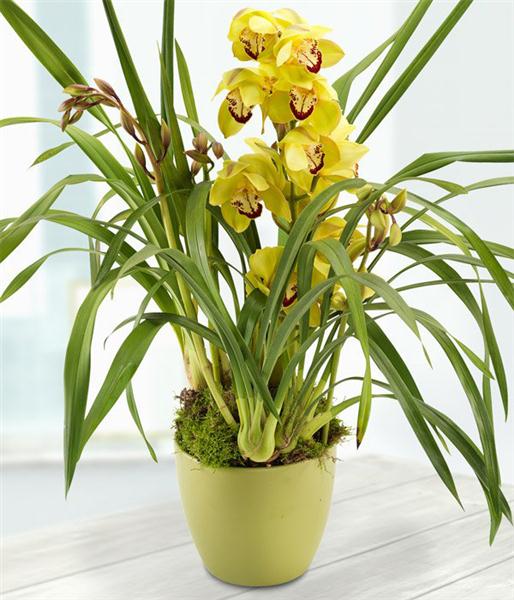 Green Cymbidium Potted Orchid